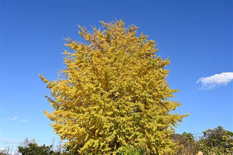 木 代表種|庭木図鑑 植木ペディア